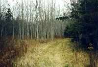 Grassy cartpath bounded by stand of conifers and aspen.