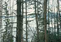 Eastern Atlantic forest of mixed deciduous and evergreen flora; sloping land affords water views with selective clearing